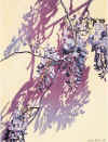 wisteria.jpg (29277 bytes)