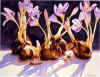 Fall Crocus.jpg (72838 bytes)