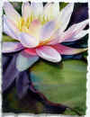 Water lillies.jpg (68289 bytes)